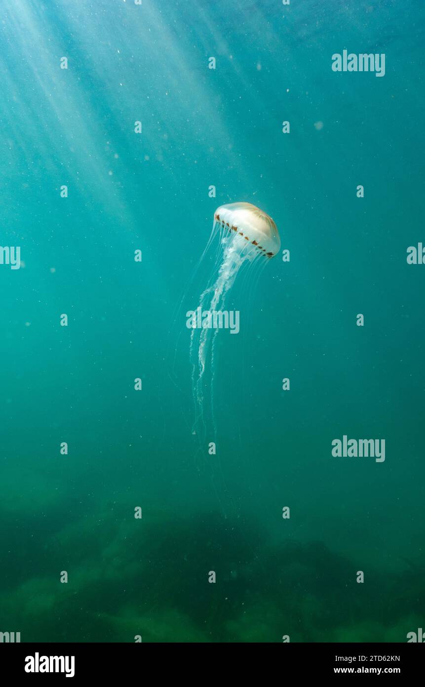 Compass jellyfish (Chrysaora hysoscella) floating midwater, UK Stock Photo