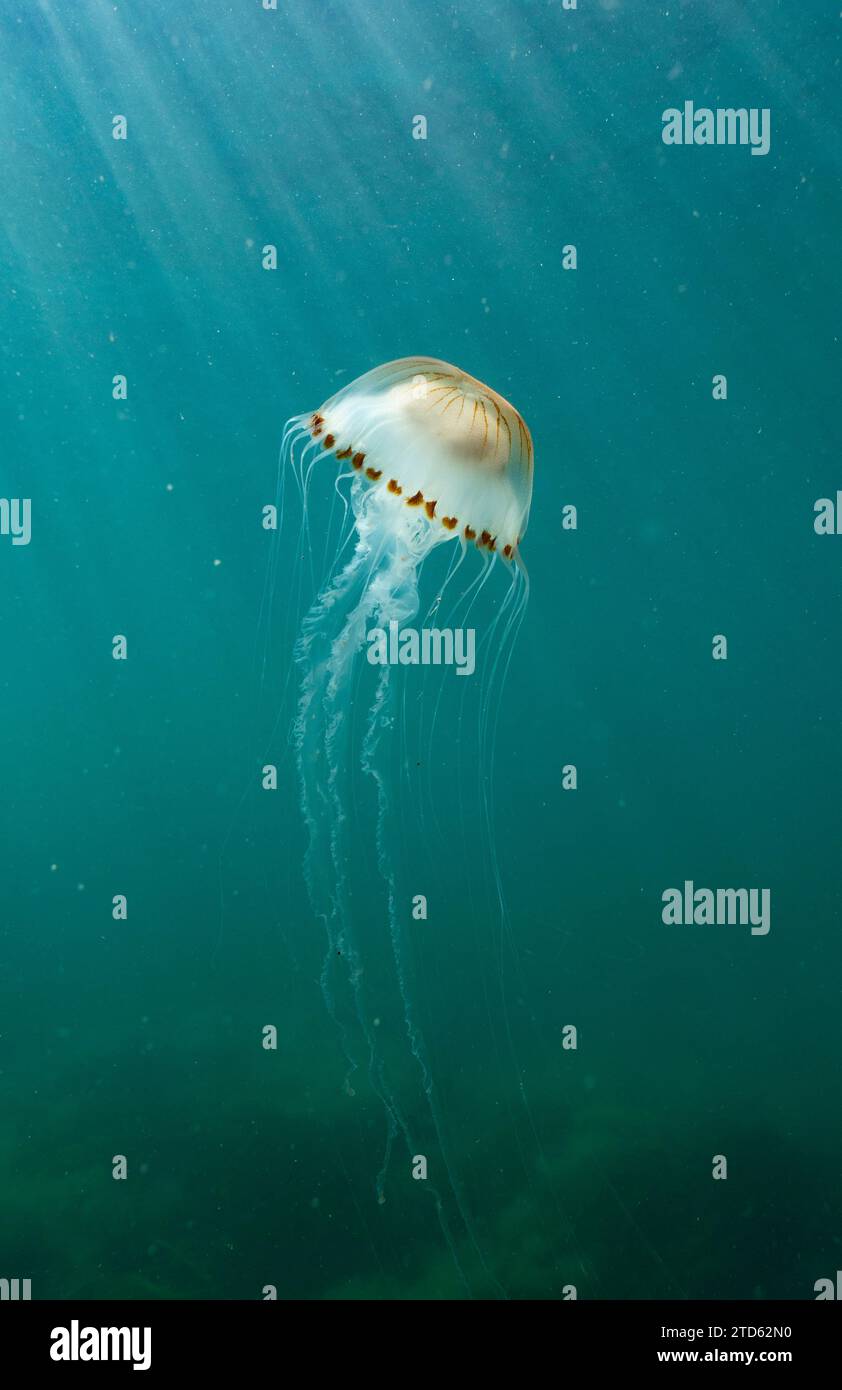 Compass jellyfish (Chrysaora hysoscella) floating midwater, UK Stock