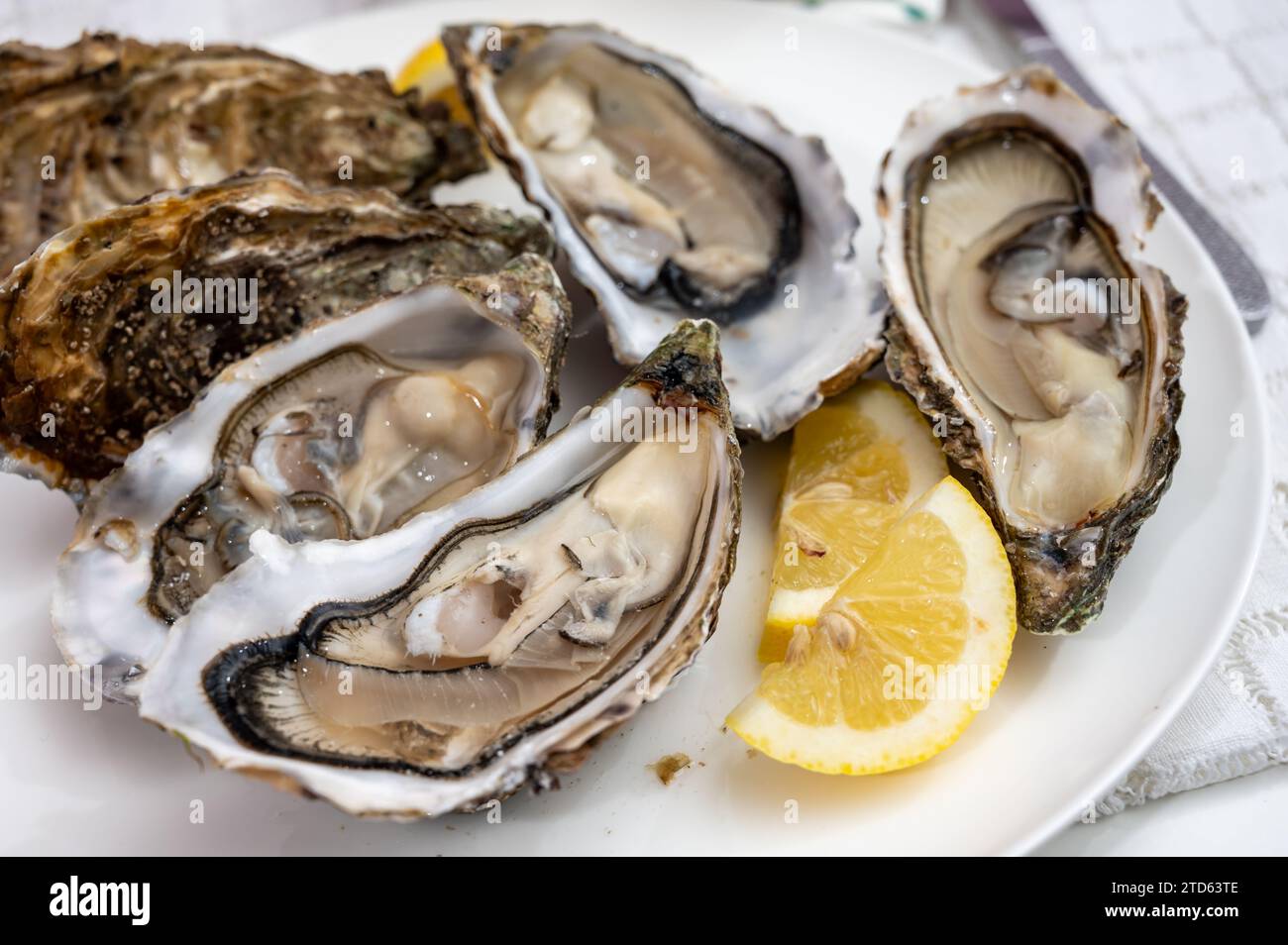 Fresh big alive french, dutch, pacific or japanese oysters molluscs ...