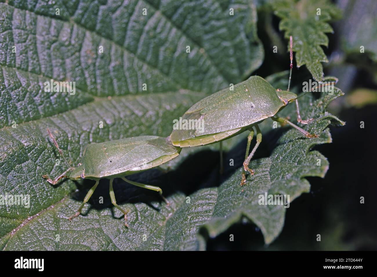 green shield bugs in mating on a leaf, Palomena prasina, Pentatomidae Stock Photo