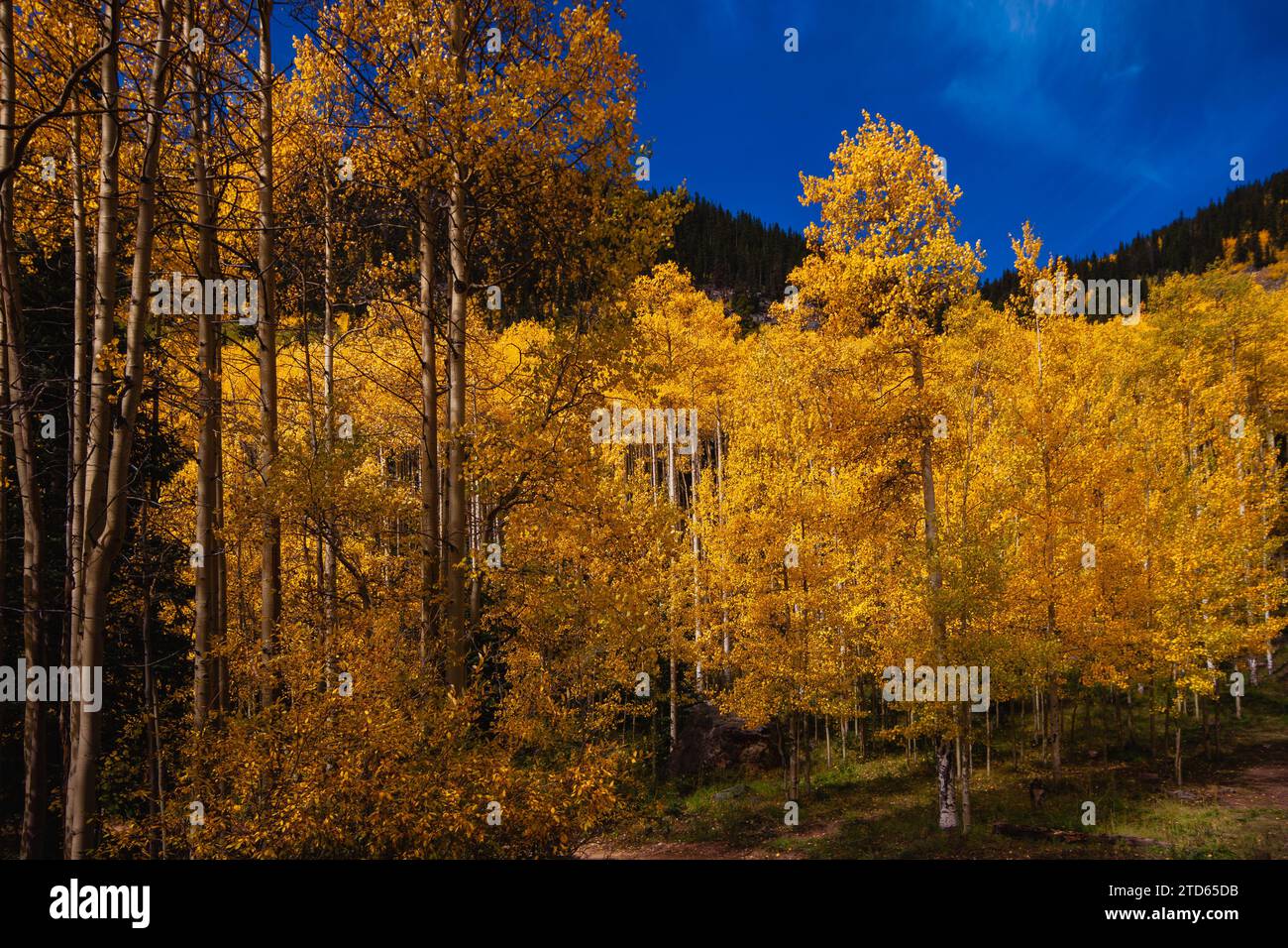 Vibrant coloration suggesting hi-res stock photography and images - Alamy