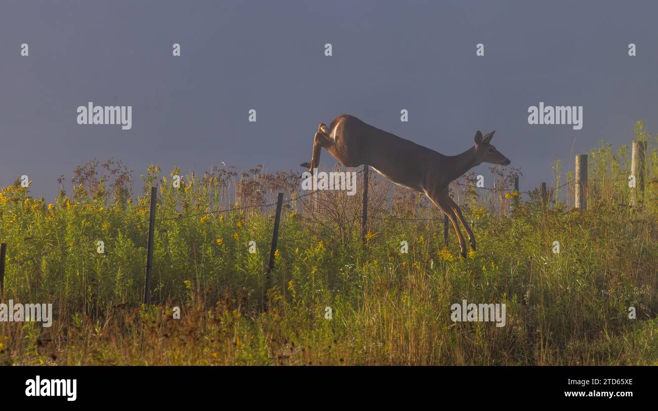 White-tailed doe jumping over a barbed-wire fence on a foggy Wisconsin morning. Stock Photo