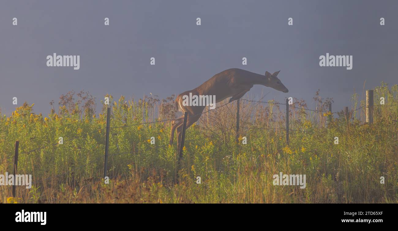Whitetailed doe jumping over a barbedwire fence on a foggy Wisconsin
