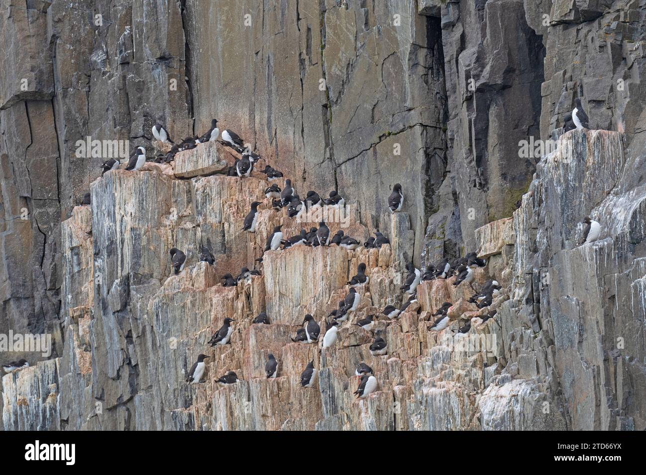 Brunnichs Guillemots Nest on a Sheer Cliff Face on Alkefjellet in the Hinlopen Strait in the Svalbard Islands Stock Photo
