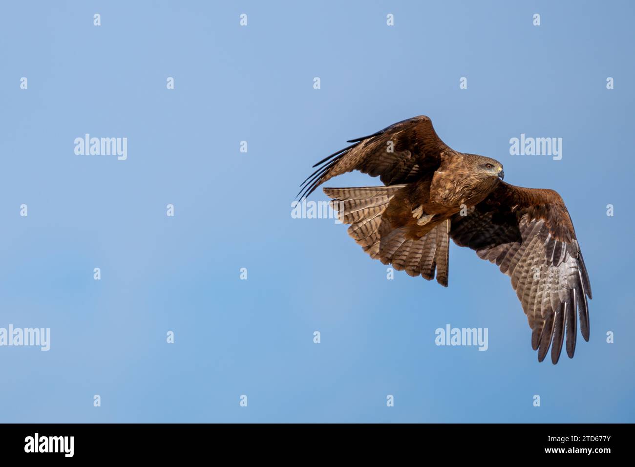 Black kite (Milvus migrans) Stock Photo