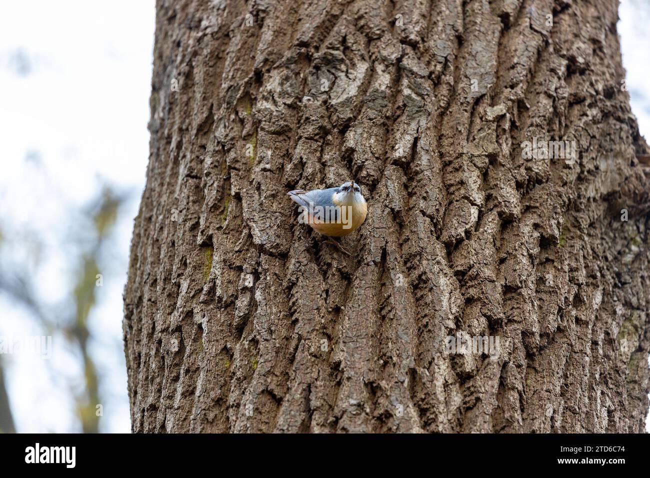 The energetic Eurasian Nuthatch (Sitta europaea), a woodland acrobat navigating European forests. Recognized by its distinctive upside-down foraging, Stock Photo