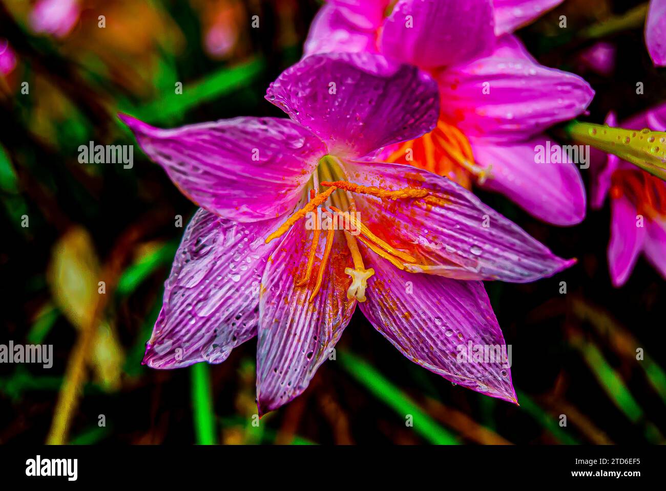 In the enchanting morning embrace of Arusha, Tanzania, a delicate pink ...