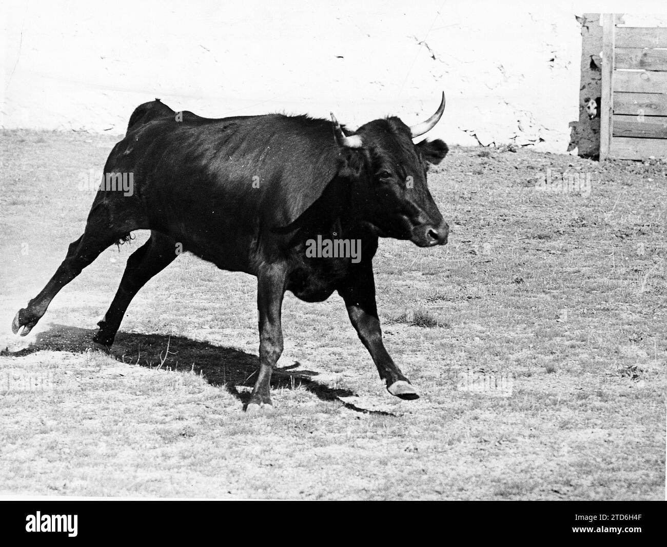 09/17/1976. 'Known', number 7, by Amalia Pérez Tabernero, the cow that killed Antonio Bienvenida. Credit: Album / Archivo ABC / Manuel Sanz Bermejo Stock Photo