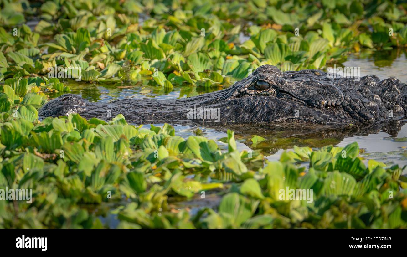 An American alligator slowly moving through a Florida wetland Stock