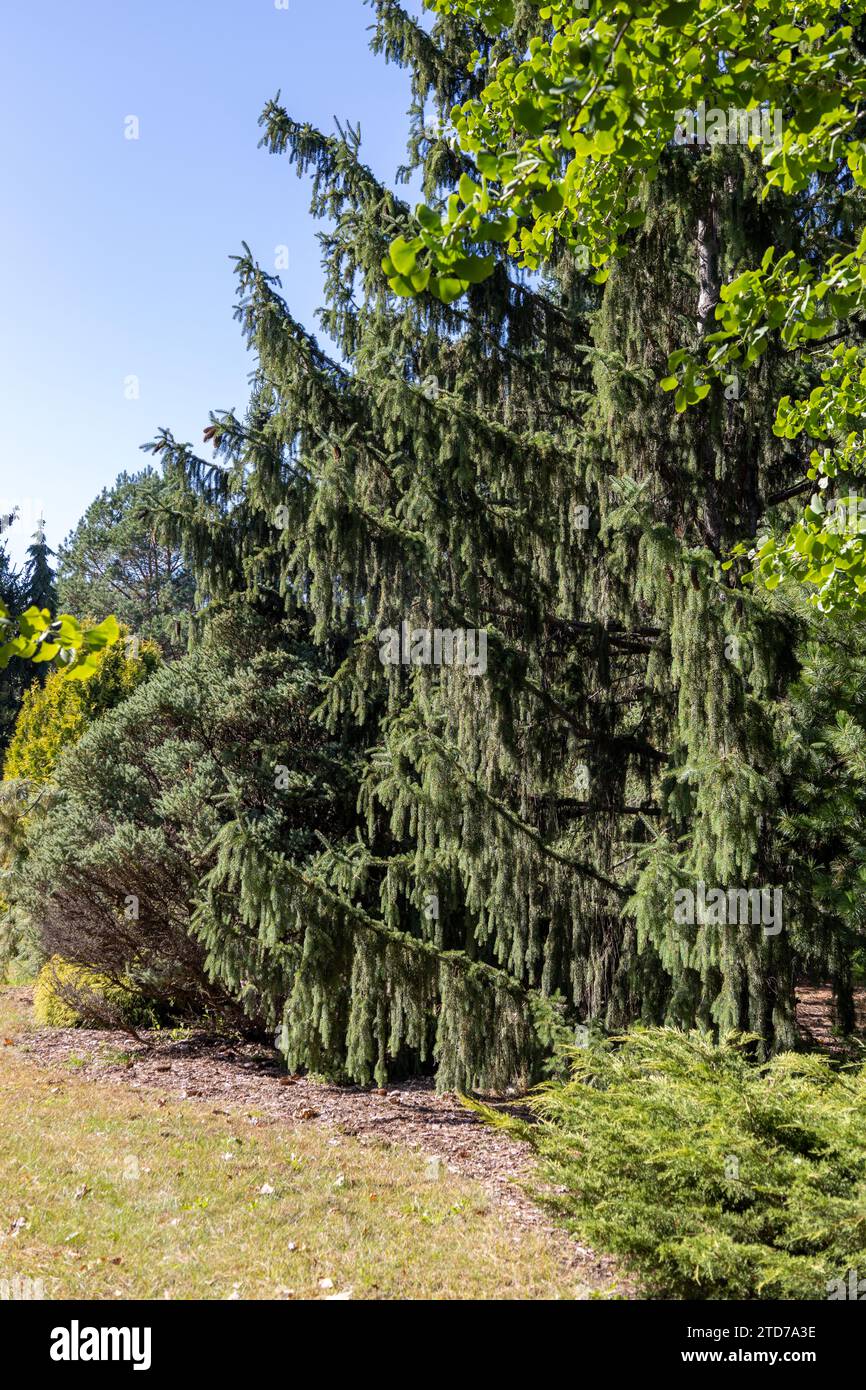 Full frame texture background of a weeping white spruce (picea glauca pendula) tree on a sunny day Stock Photo