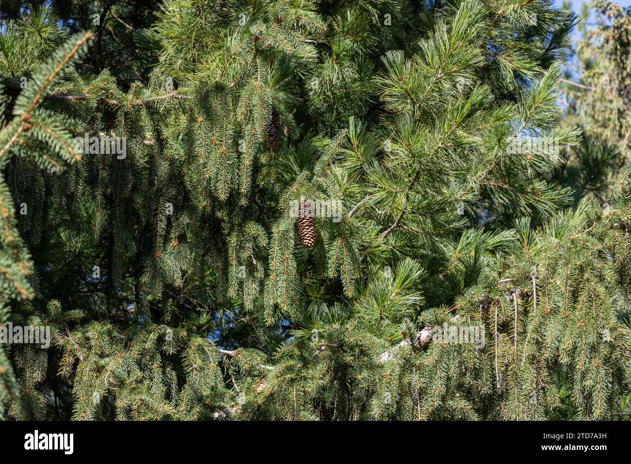 Full frame texture background of weeping white spruce (picea glauca pendula) tree branches on a sunny day Stock Photo