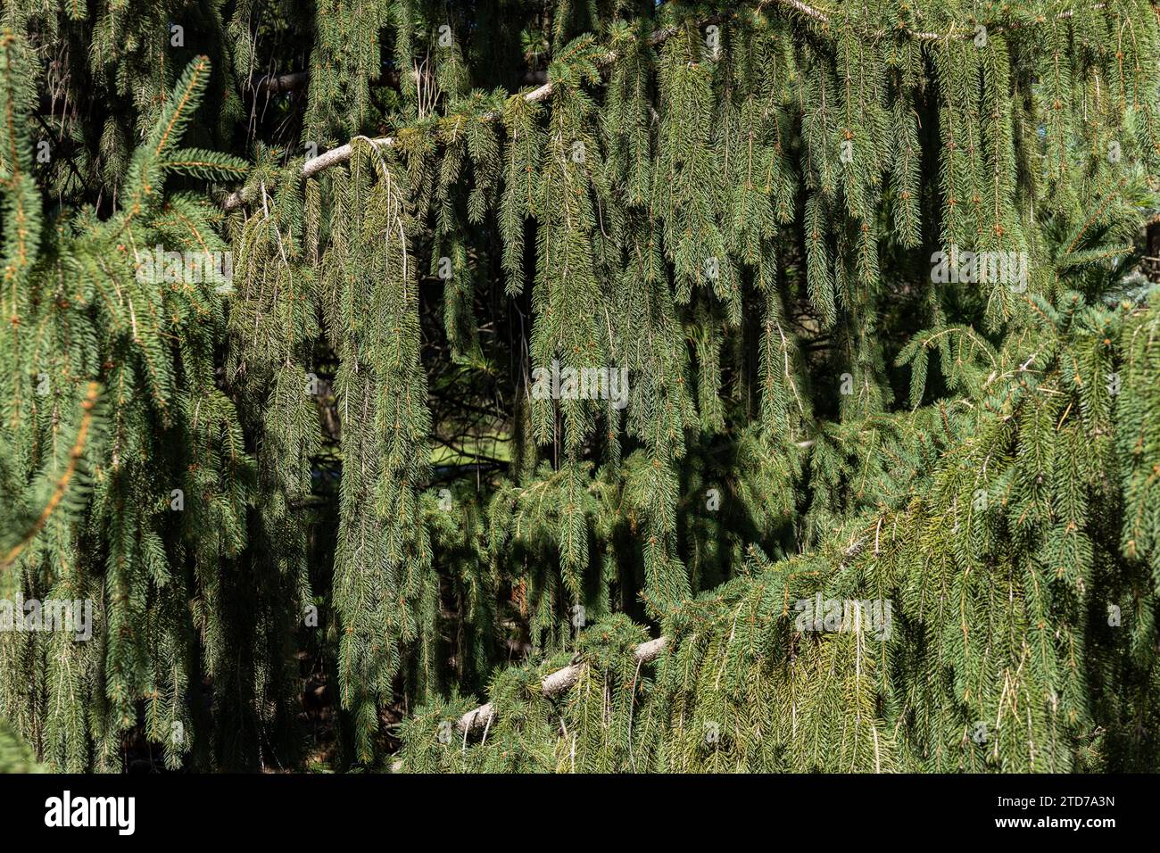 Full frame texture background of weeping white spruce (picea glauca pendula) tree branches on a sunny day Stock Photo