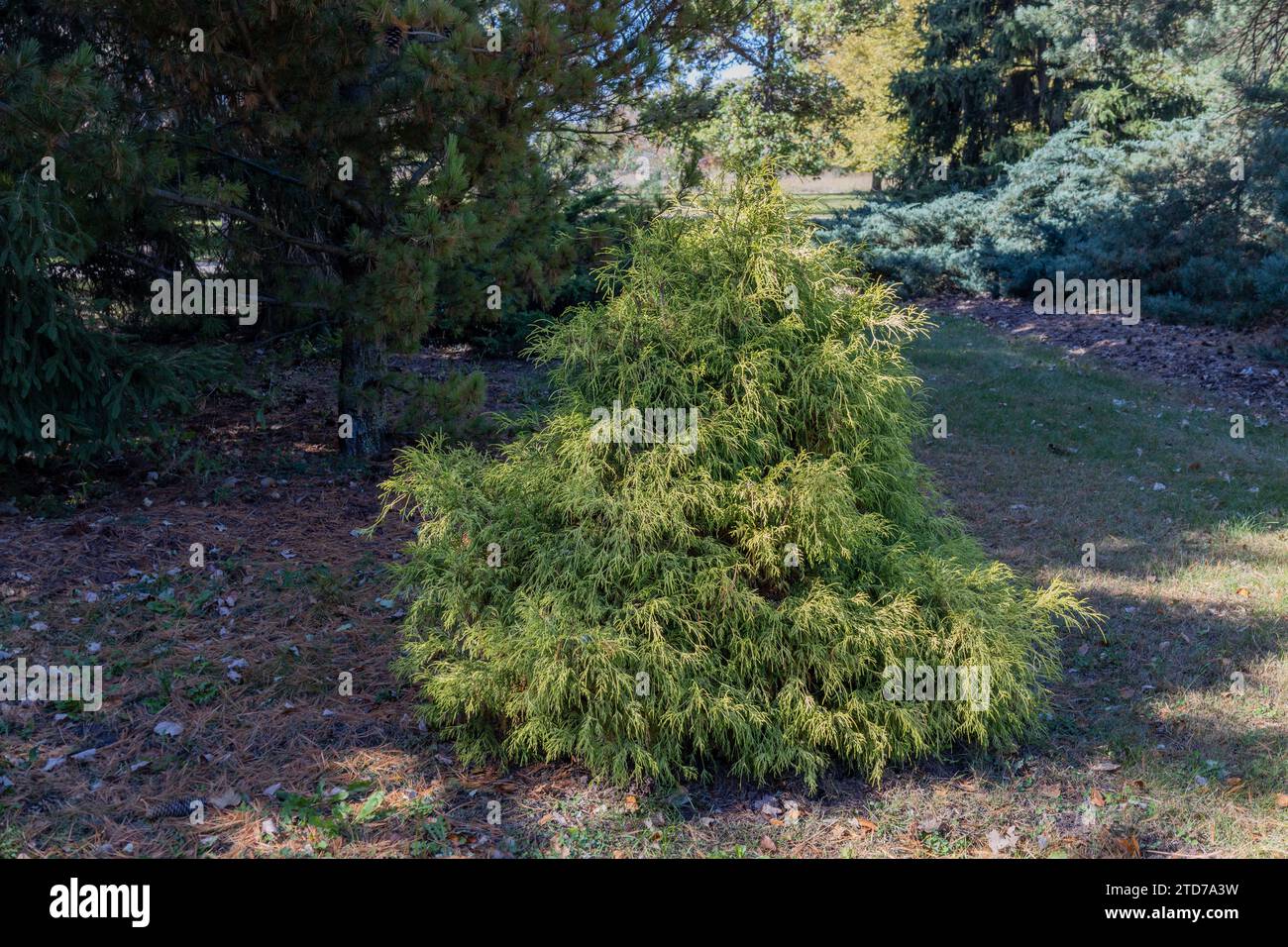 Full frame texture background of a small American arborvitae (thuja) tree on a sunny day Stock Photo