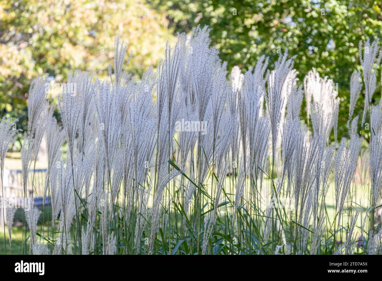 Full frame macro texture background of wispy white ornamental maidengrass (miscanthus sinensis) in bloom Stock Photo
