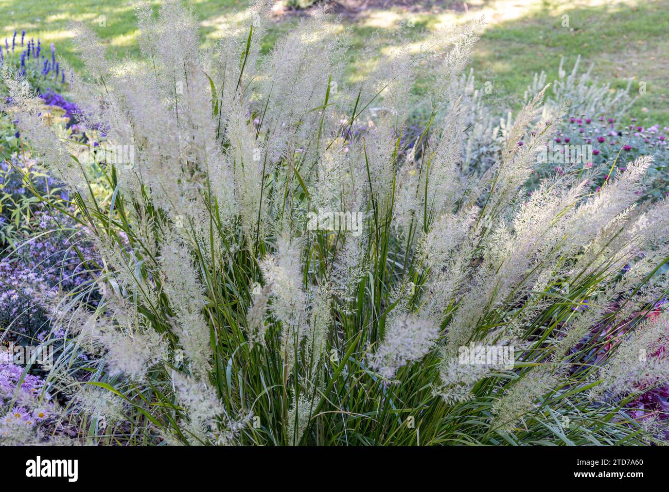 Full frame macro texture background of white color ornamental feather