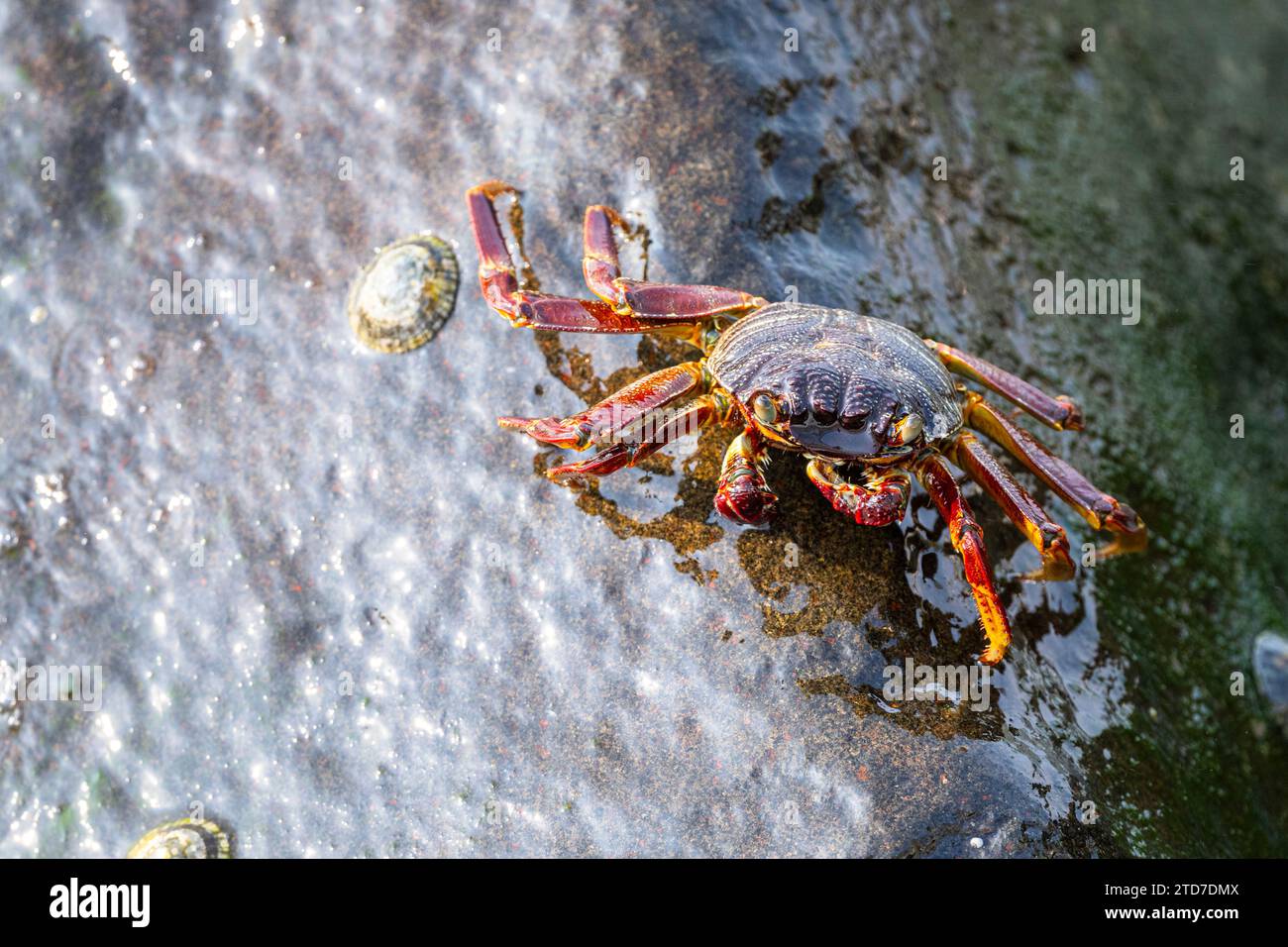 Crab on the beach on the Red Sea in Saudi Arabia. Stock Photo