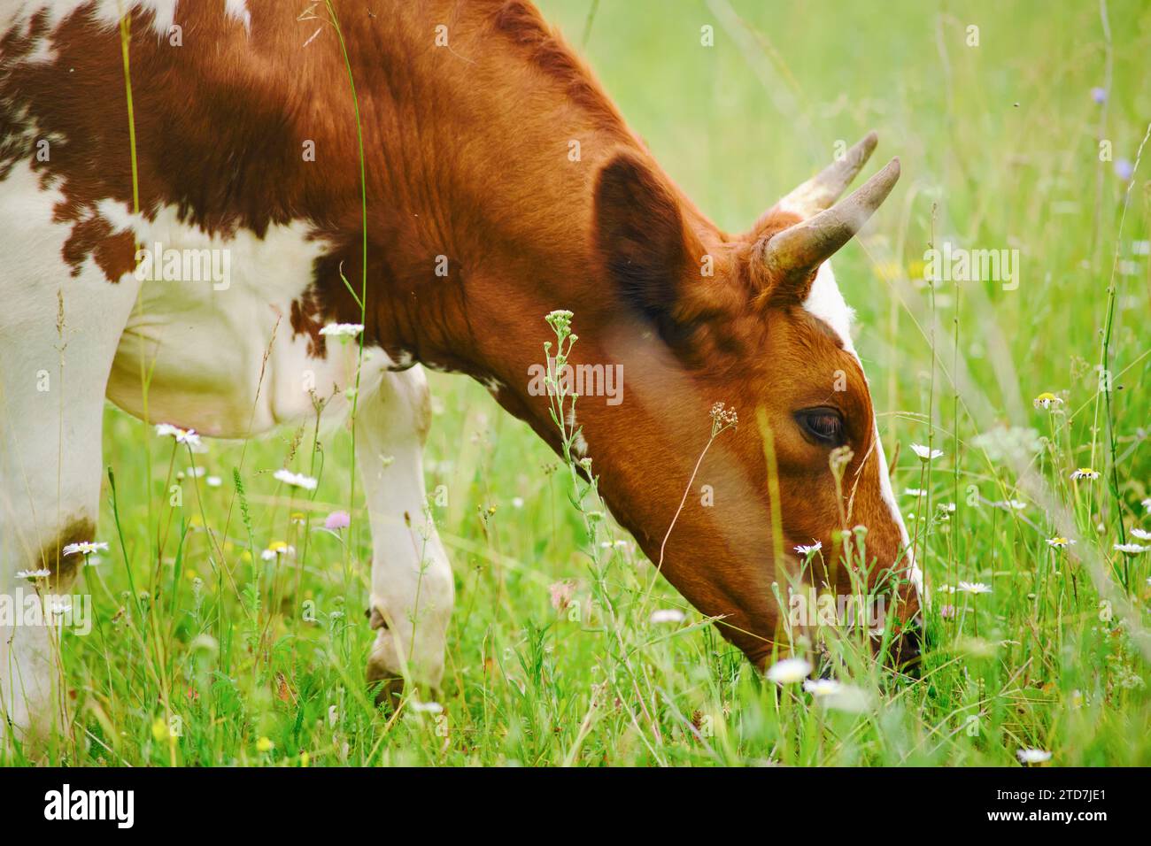 The brown cows, a breed wellsuited for farming, happily feast on the