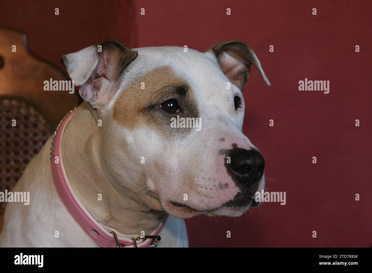 American pitbull terrier Stock Photo