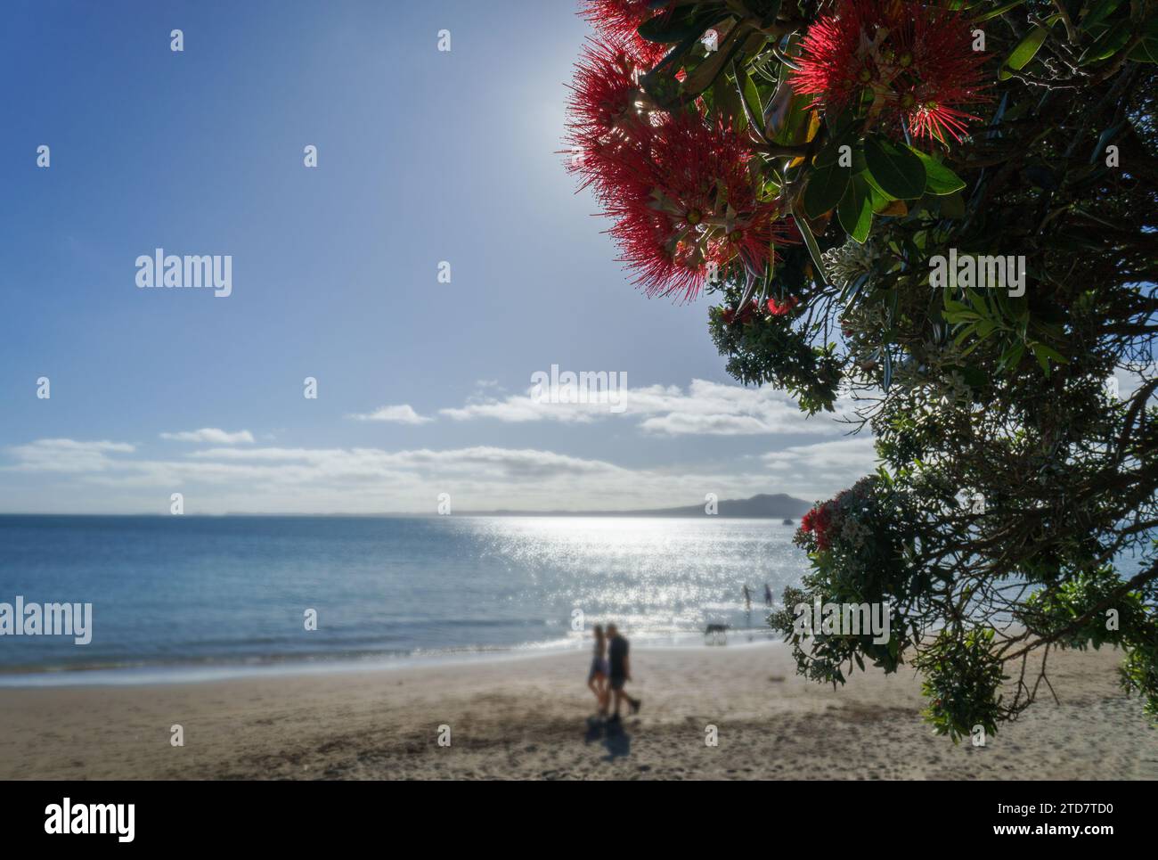 Pohutukawa trees in full bloom in summer, New Zealand Christmas Tree. Unrecognizable people and dog walking on the beach. Stock Photo
