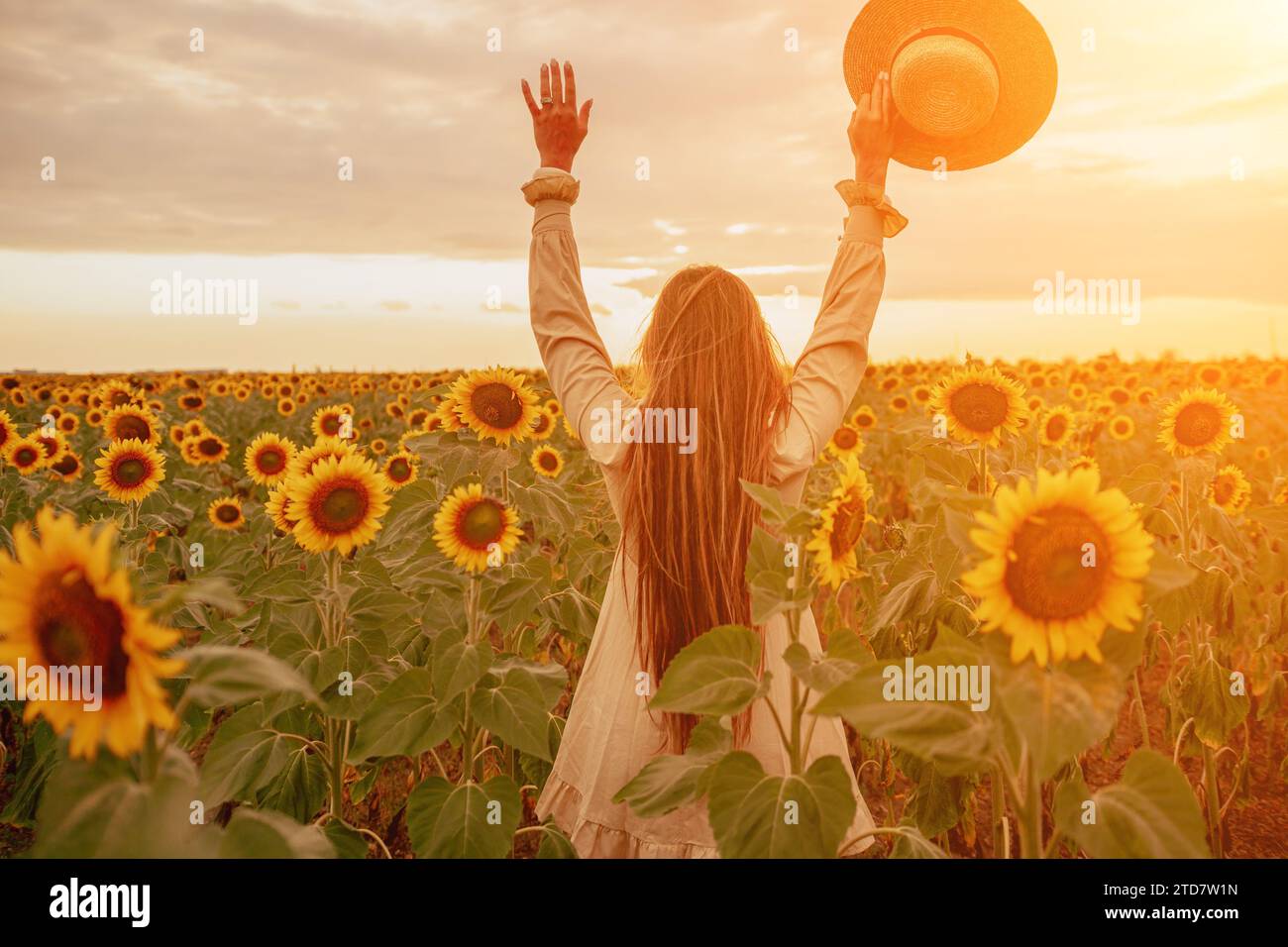 Woman in Sunflower Field: Happy girl in a straw hat posing in a vast ...