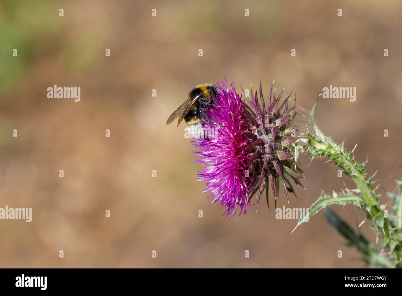 Buff tailed Bumble Bee on a Spear Thistle , UK Stock Photo