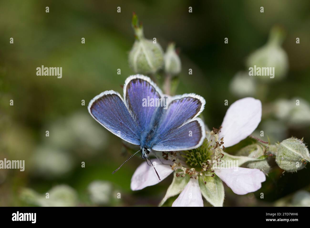 Female Silver-Studded Blue Butterfly, Prees Heath, Shropshire, UK Stock Photo