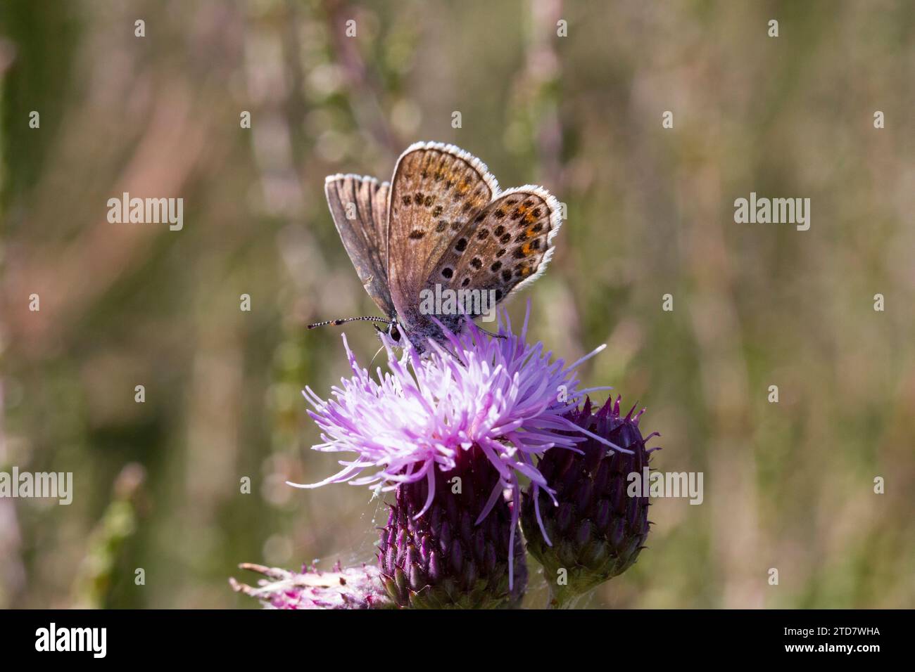 Male Silver-Studded Blue Butterfly, Prees Heath, Shropshire, UK Stock Photo