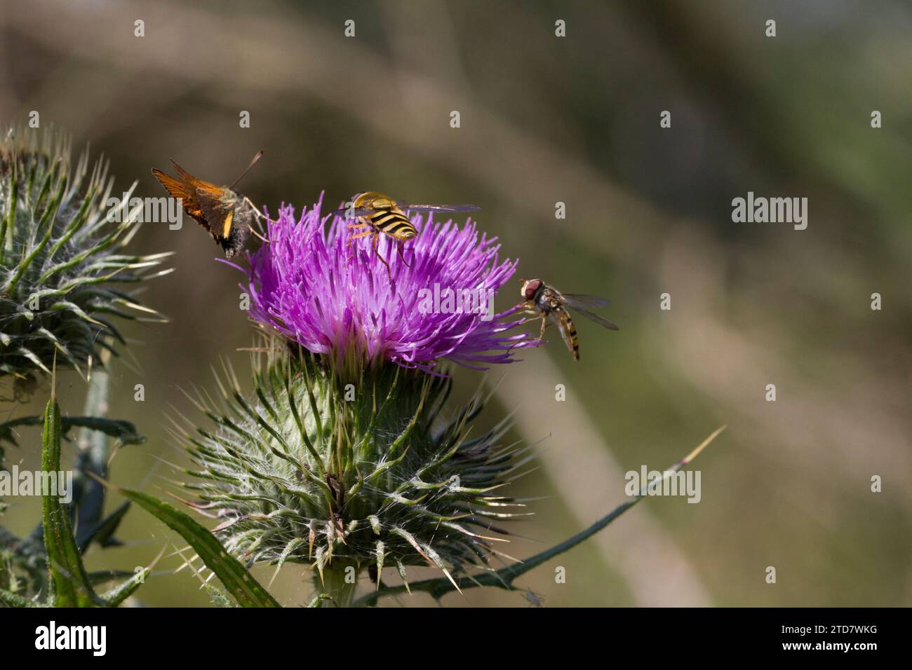 Hoverfly (syrphus ribesii) on Spear Thistle, UK Stock Photo