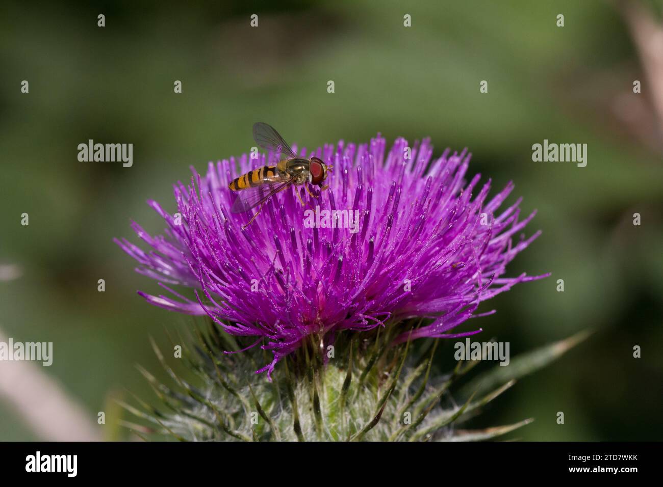 Hoverfly (syrphus ribesii) on Spear Thistle, UK Stock Photo