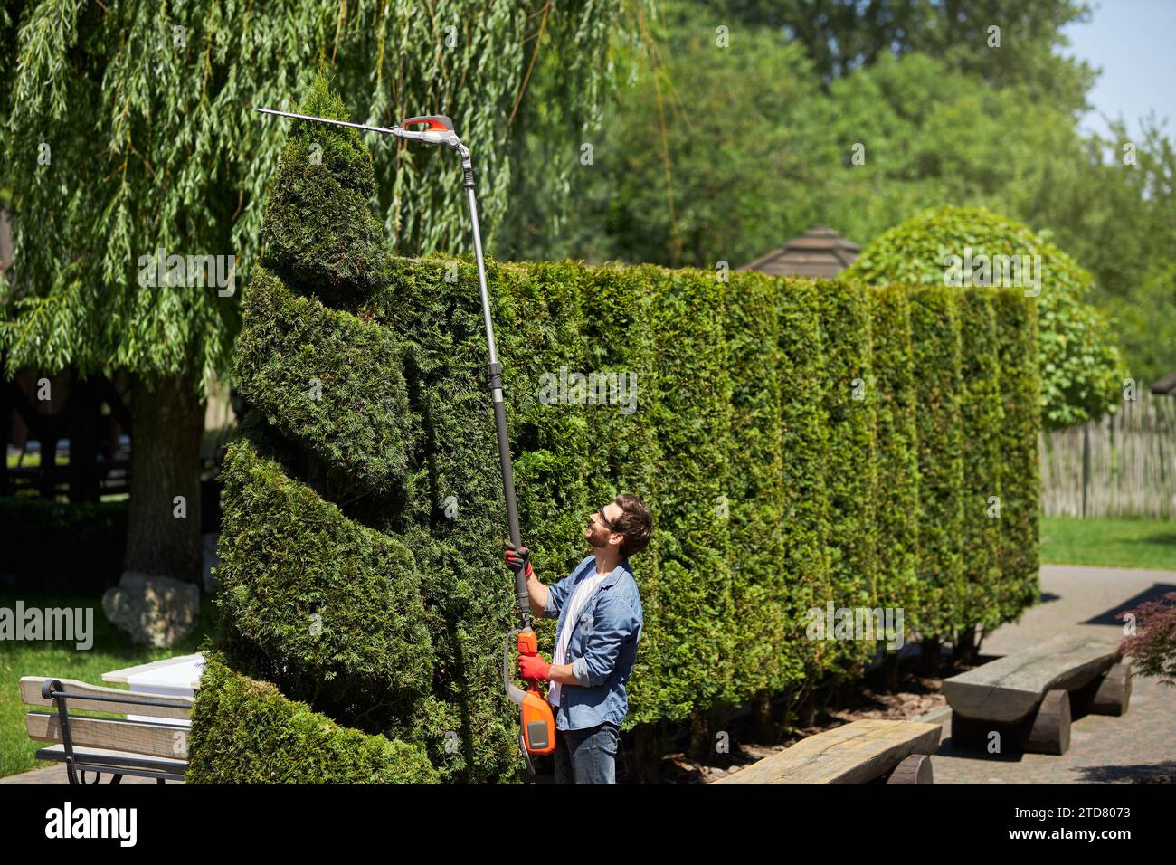 Smiling man taking care of hedge plant with electric trimmer in spring sunny day. View from above of skilled landscaper looking up, while cutting top Stock Photo
