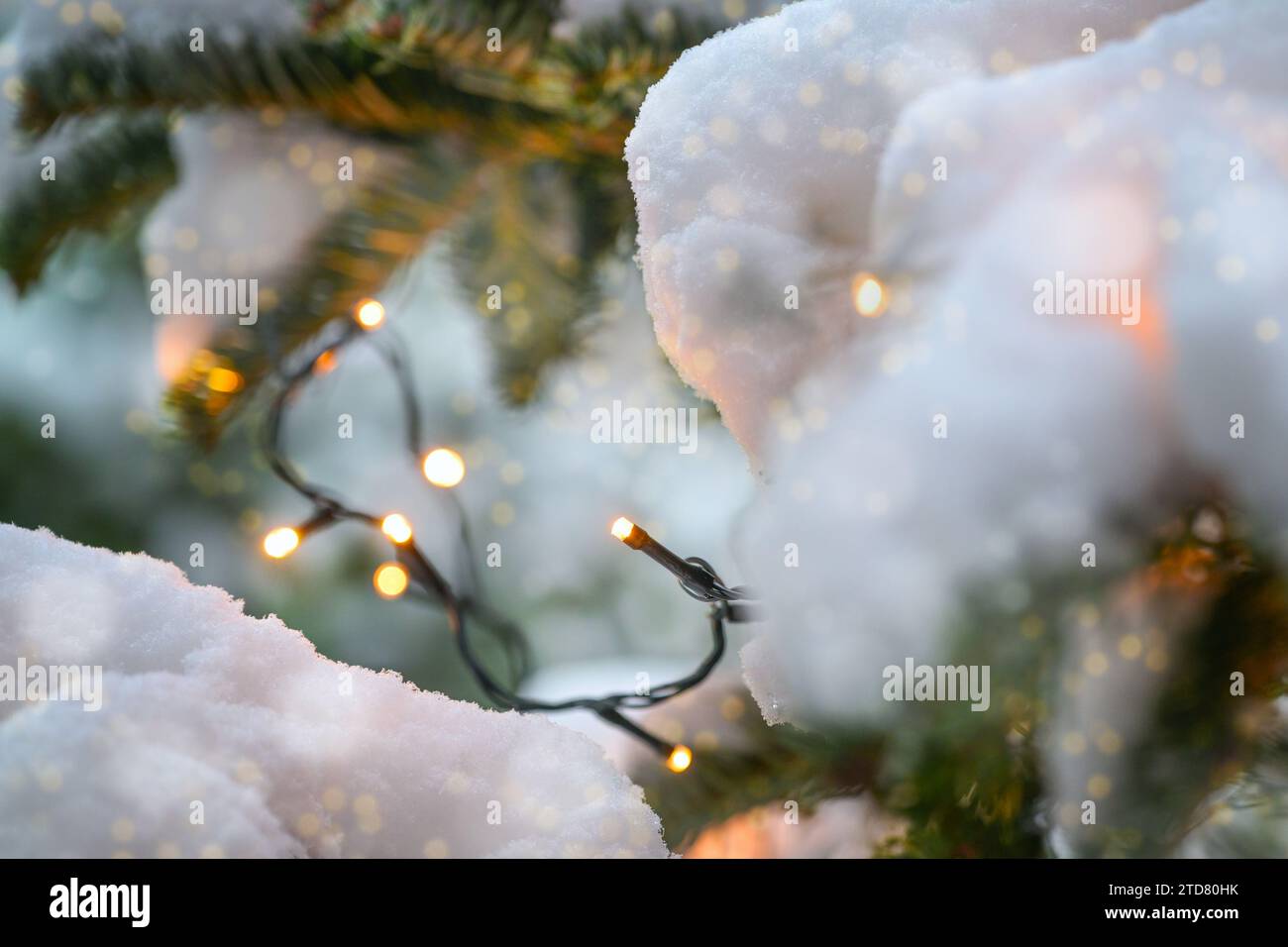 Fairy lights in a snow-covered Christmas tree in the winter garden or park, seasonal holiday decoration, copy space, selected focus, narrow depth of f Stock Photo