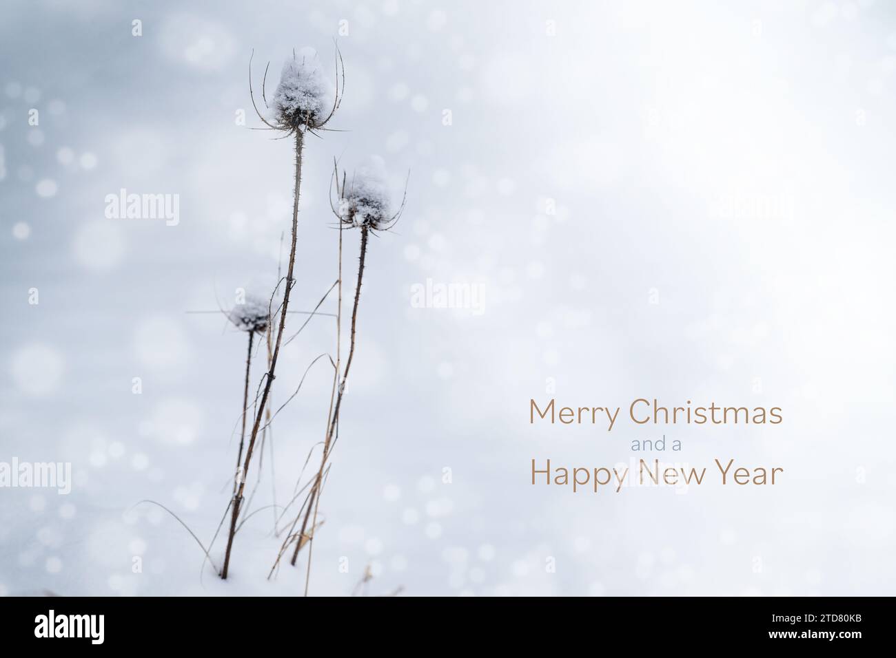 Wild teasel (Dipsacus fullonum) in the snow with text Merry Christmas and a Happy New Year, holiday greeting card, copy space, selected focus, narrow Stock Photo