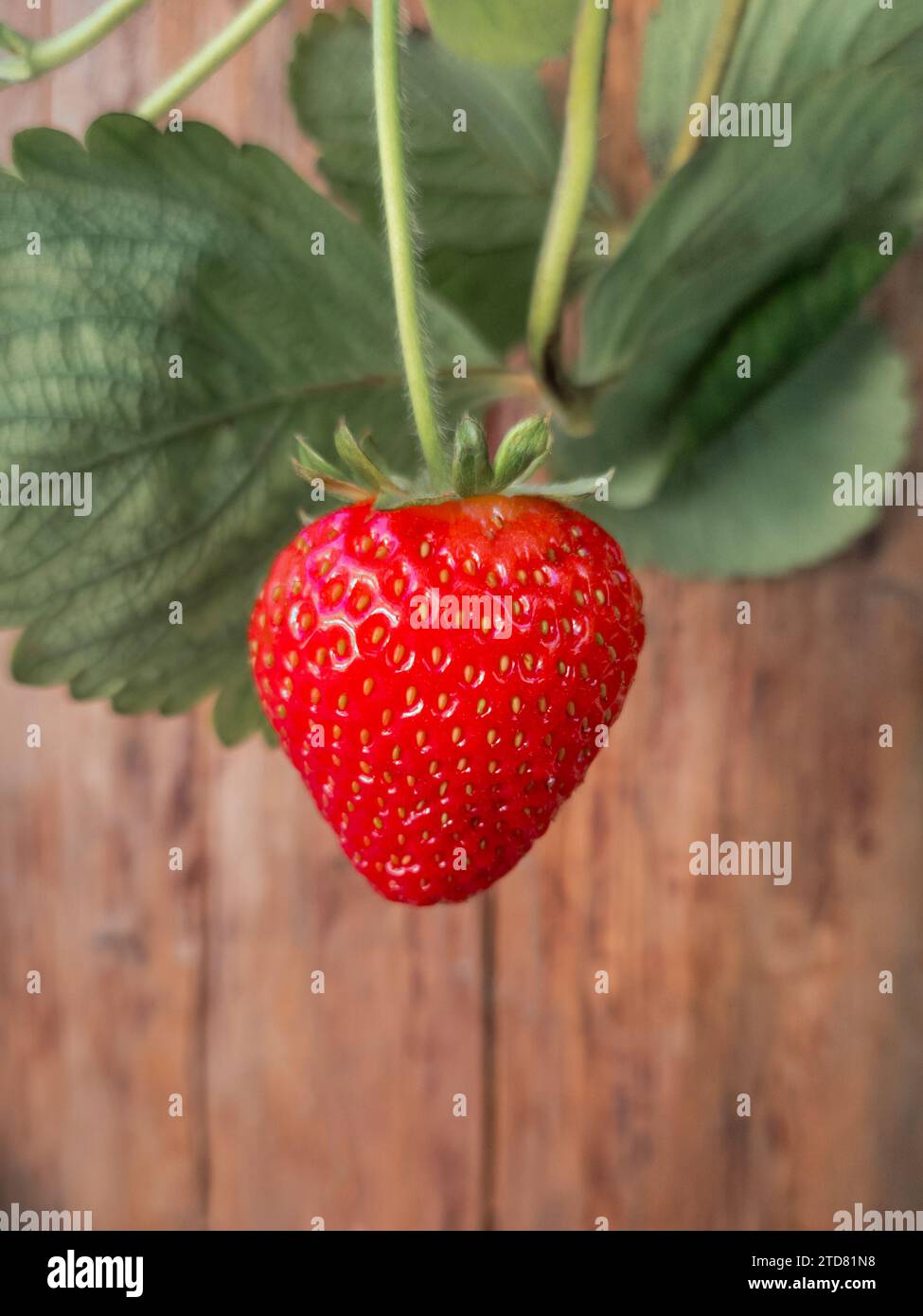 A succulent vibrant red strawberry hanging on a branch with green leaves on a rustic wooden background Stock Photo