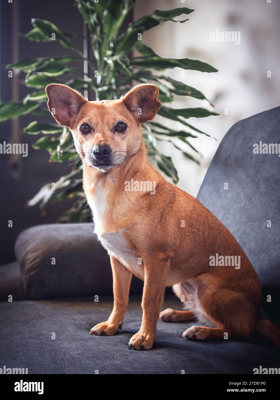 A serene mixed-breed dog poses on a comfortable grey sofa, gazing calmly at the camera on a blurred background featuring a large plant. Cozy ambiance Stock Photo