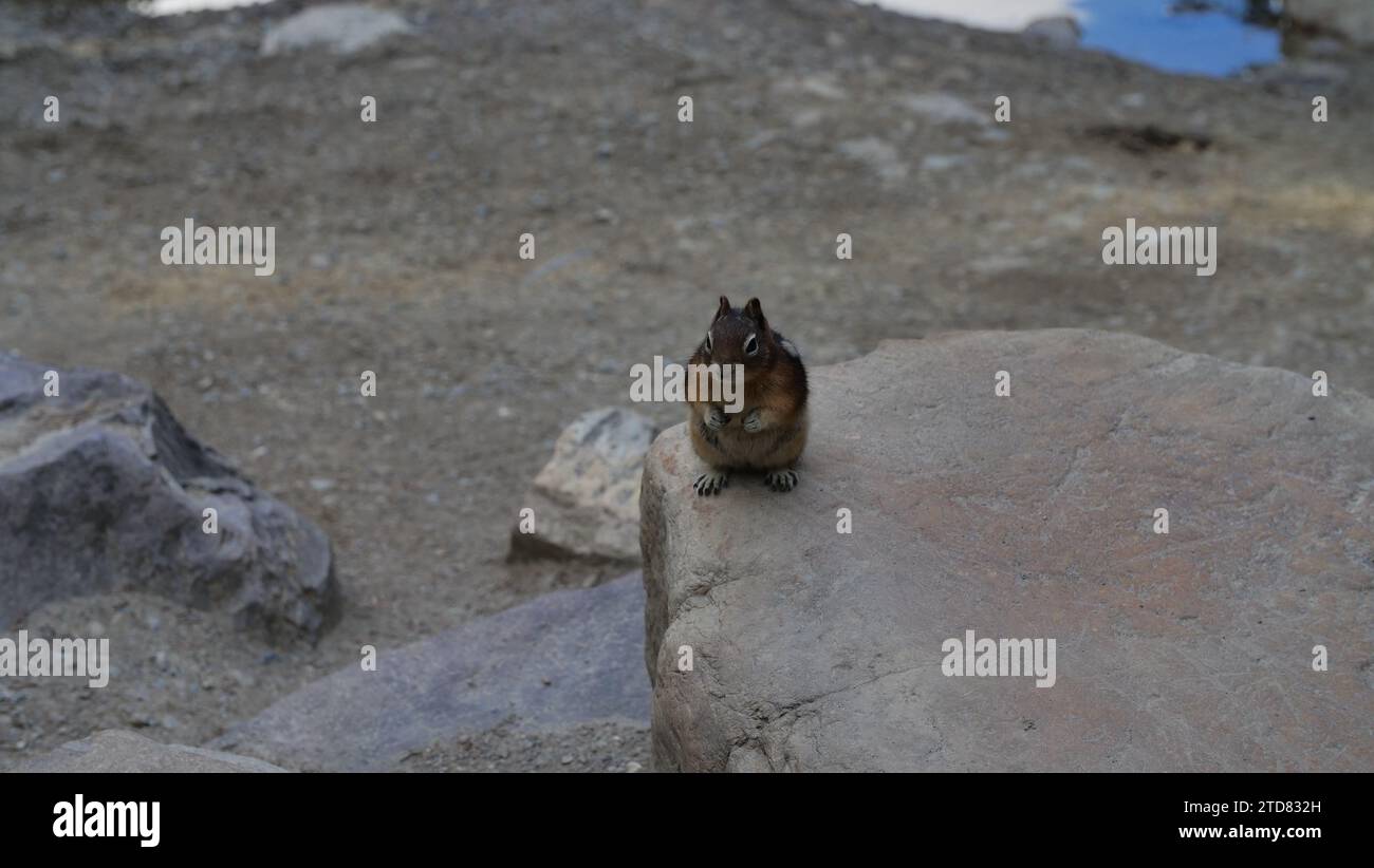 chipmunk on trail Stock Photo Alamy