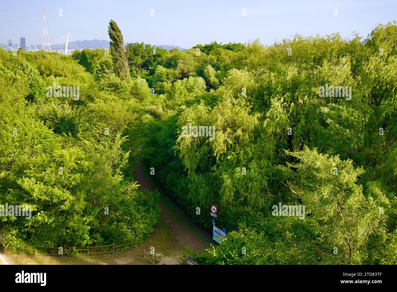 Seoul, South Korea - June 3, 2023: High-angle view of the lush Nanji Ecological Wetland Garden, with a network of dirt walking paths weaving through g Stock Photo