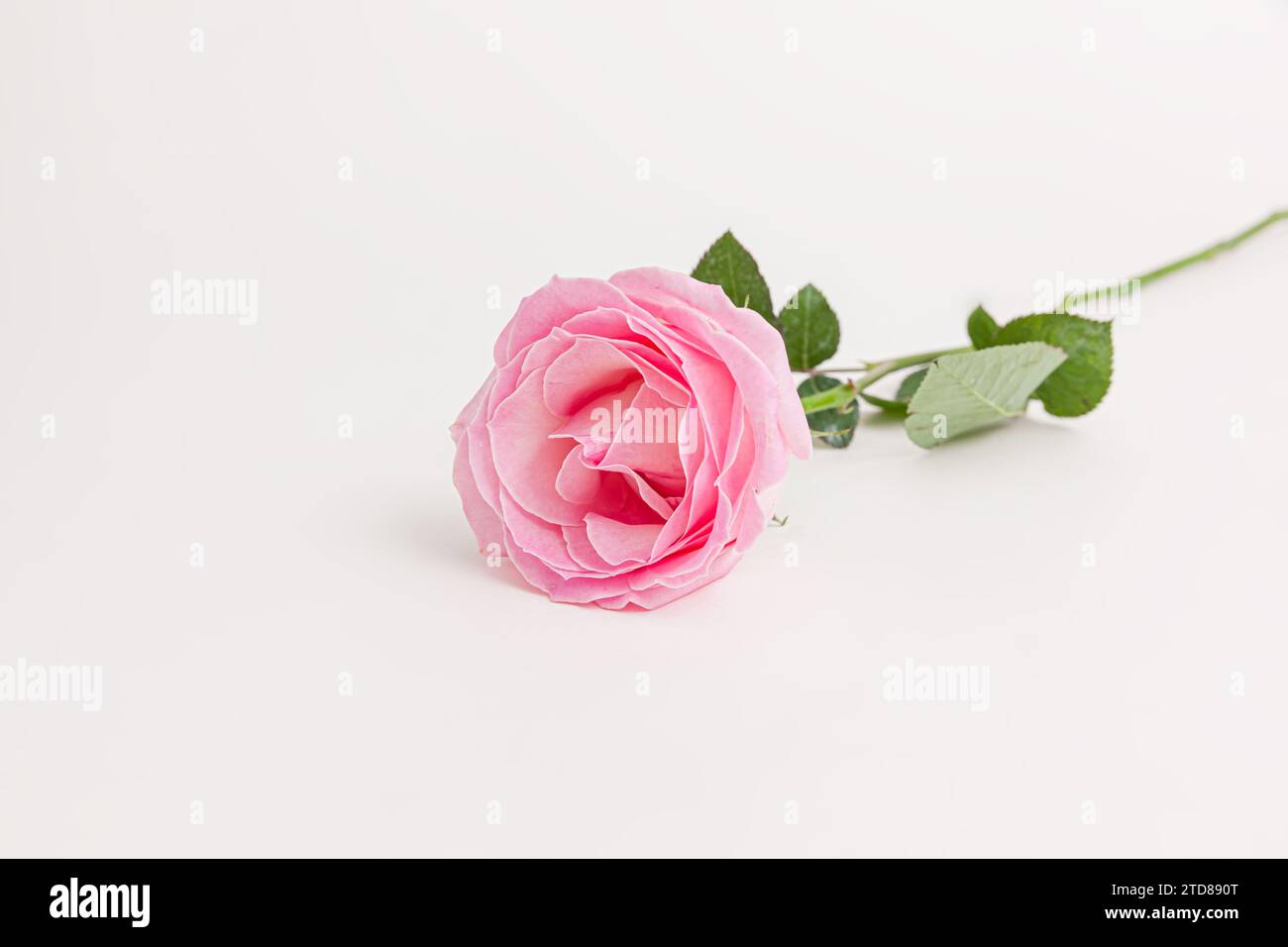 Blooming pink rose flower isolated on white background Stock Photo - Alamy
