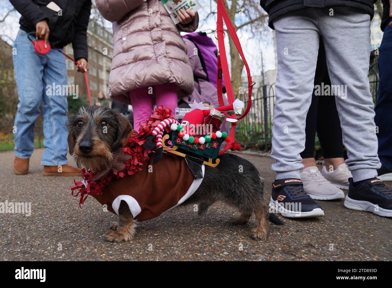 Dachshunds at the annual Hyde Park Sausage Walk, in Hyde Park, London