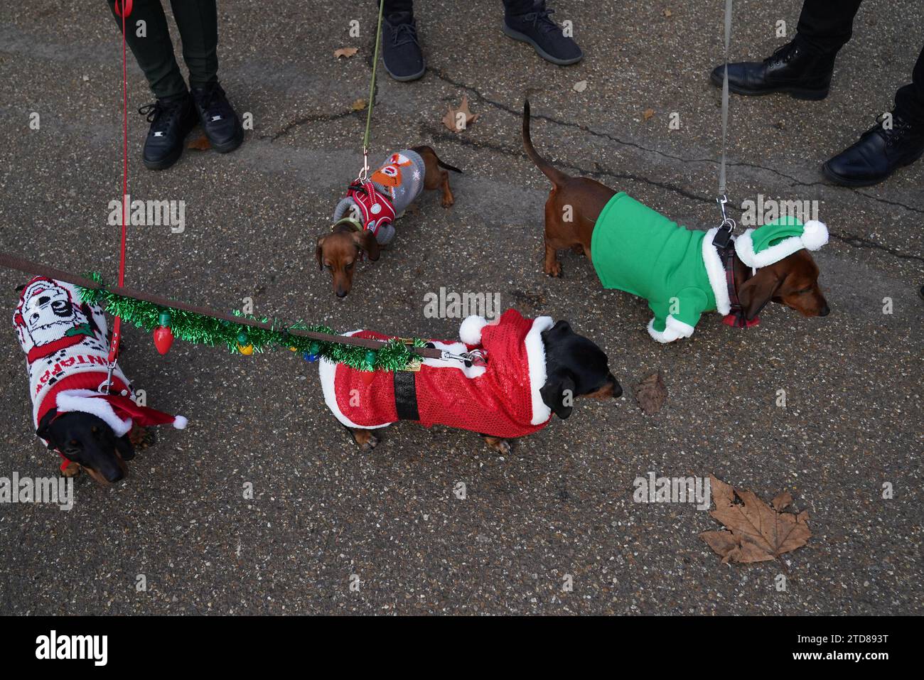 Dachshunds at the annual Hyde Park Sausage Walk, in Hyde Park, London, as dachshunds and their