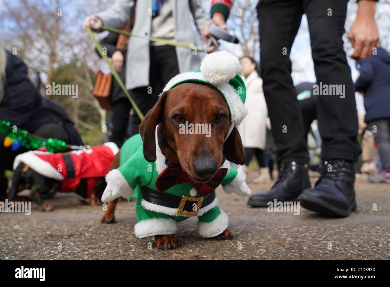 Dachshunds at the annual Hyde Park Sausage Walk, in Hyde Park, London, as dachshunds and their