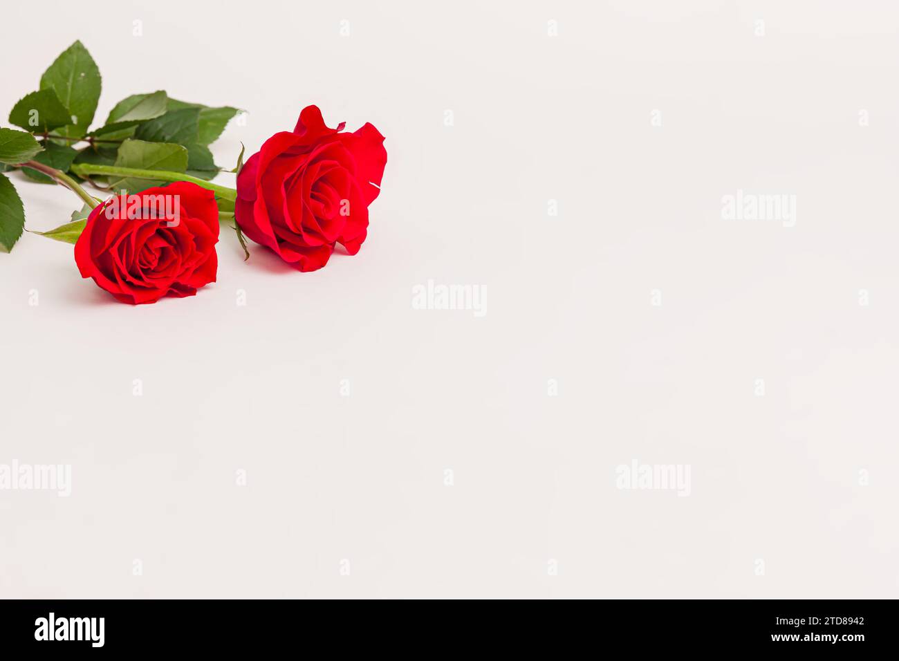 Blooming pink red rose flower isolated on white background Stock Photo