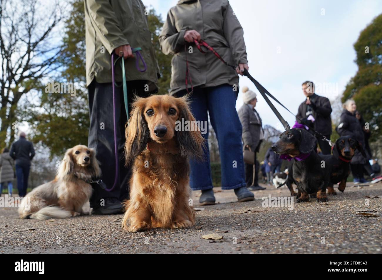 Dachshunds at the annual Hyde Park Sausage Walk, in Hyde Park, London, as dachshunds and their