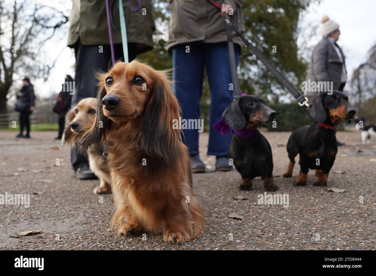 Dachshunds at the annual Hyde Park Sausage Walk, in Hyde Park, London, as dachshunds and their