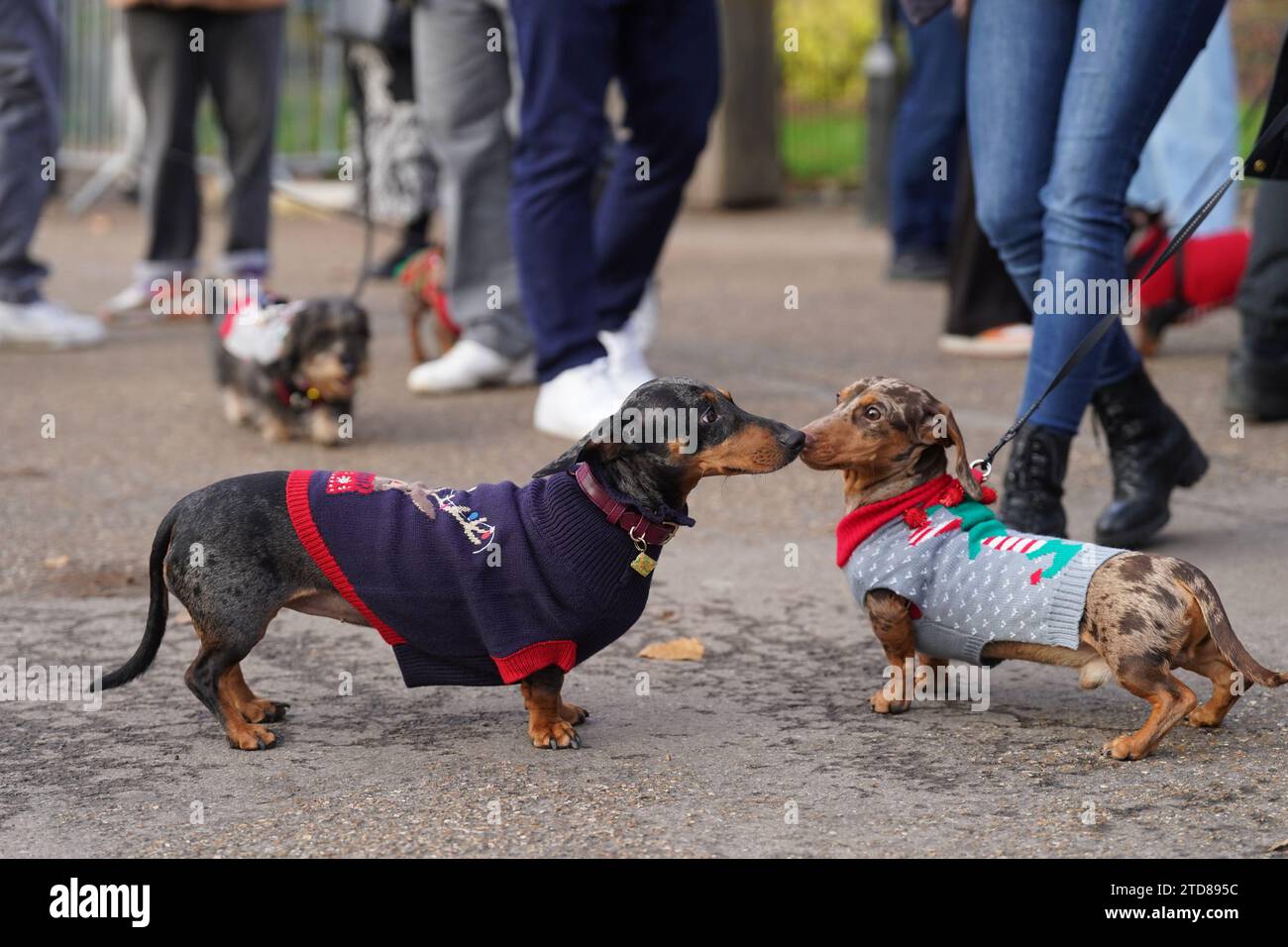 Dachshunds at the annual Hyde Park Sausage Walk, in Hyde Park, London