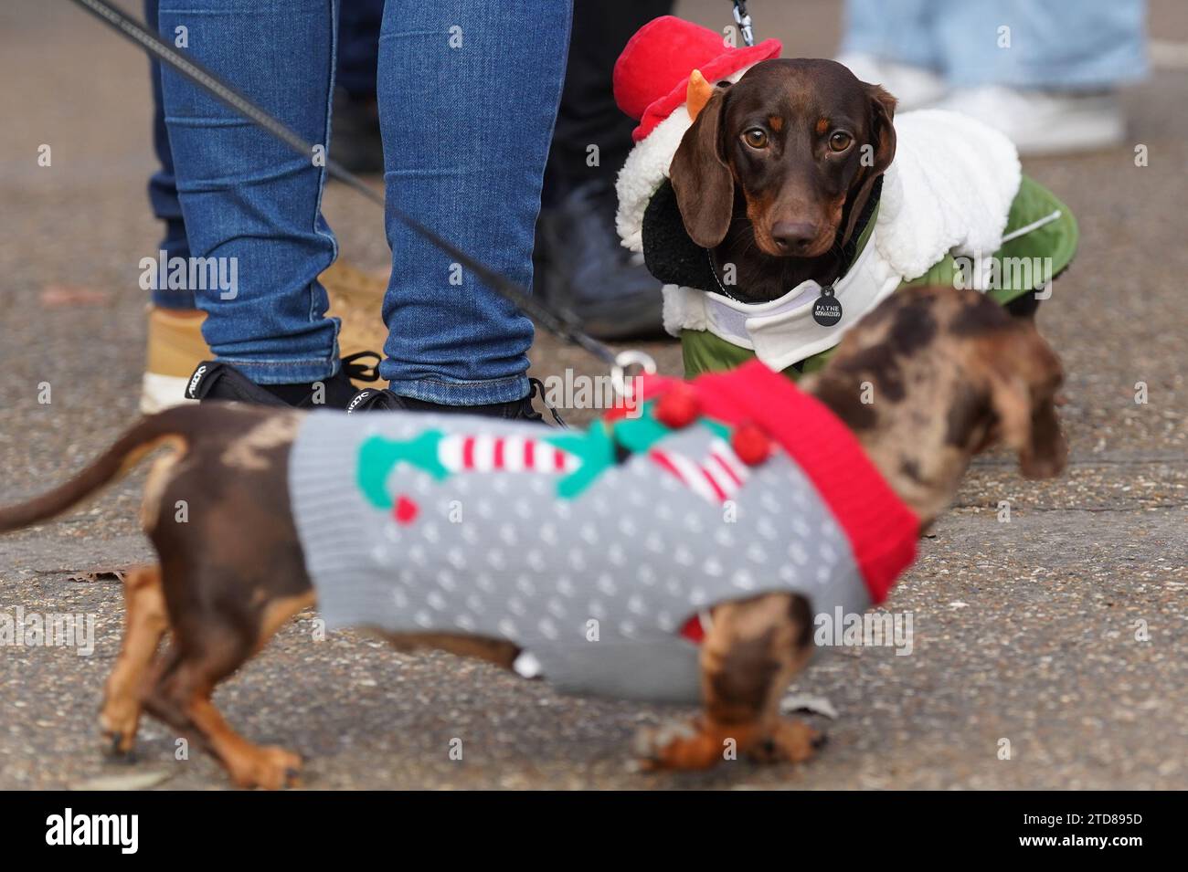 Dachshunds at the annual Hyde Park Sausage Walk, in Hyde Park, London, as dachshunds and their
