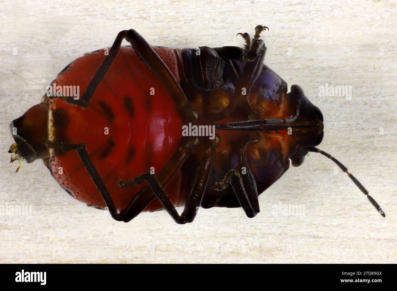 Ventral close-up of male Red Jewel Bug (Choerocoris paganus) showing genitalia Stock Photo
