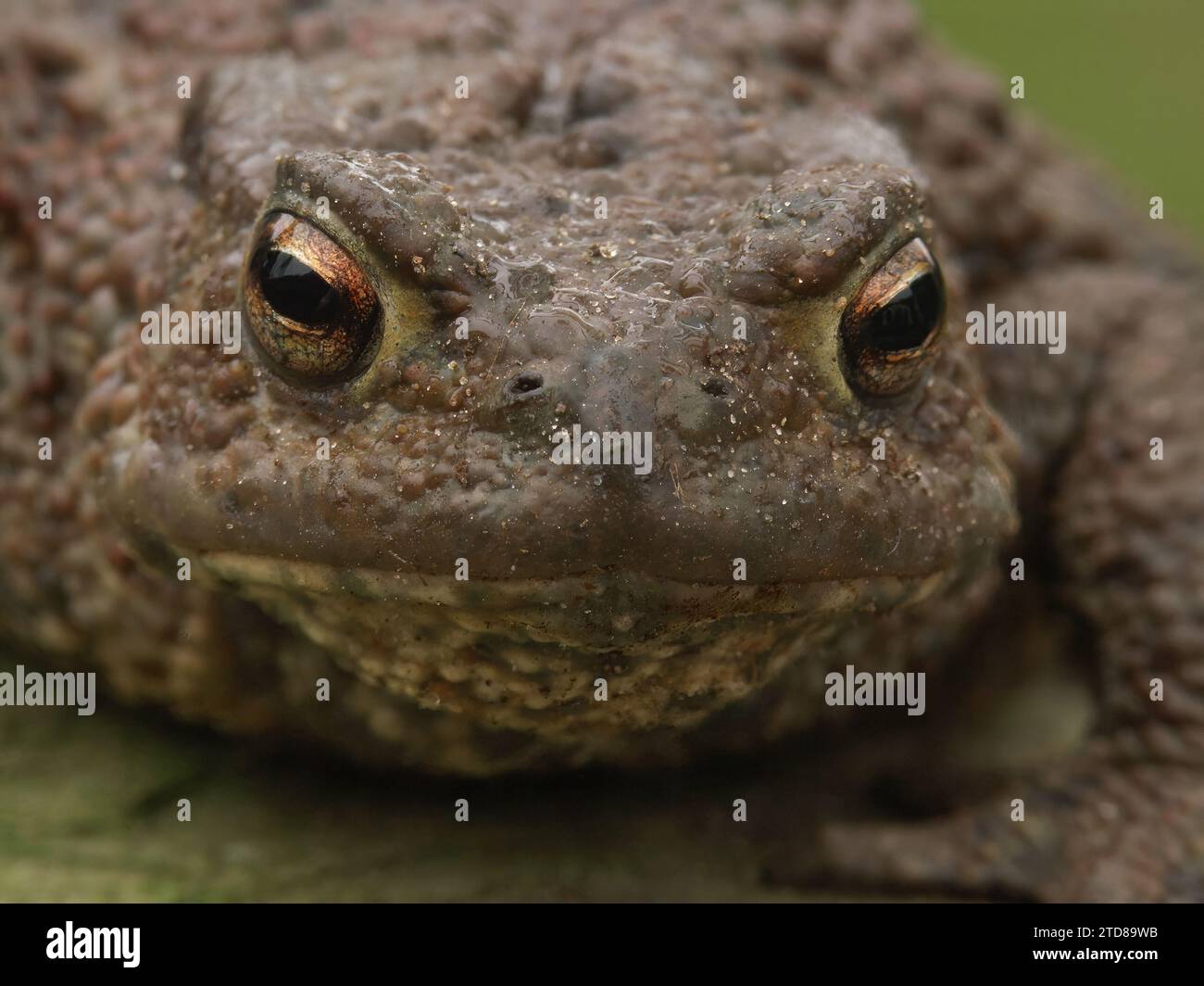 Facial closeup on a female Common European toad, Bufo bufo from the garden Stock Photo