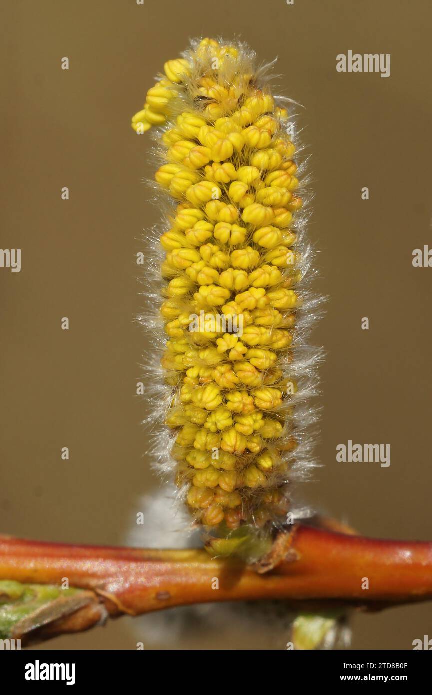 Vertical closeup on a maleGoat Willow catkin, Salix caprea, loaded with pollen Stock Photo