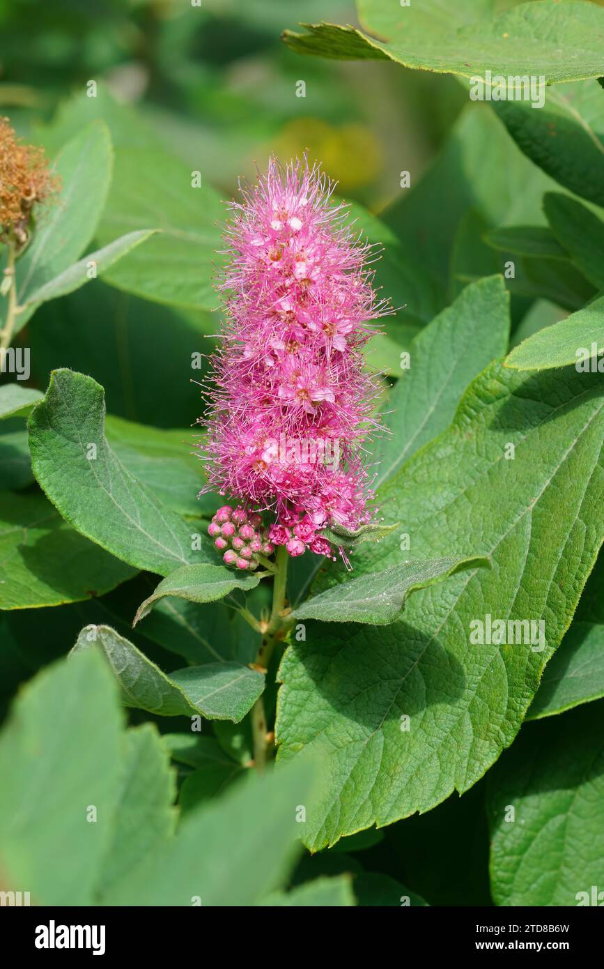 Closeup on a pink flowering hardhack steeplebush or Rose spirea, Spiraea douglasi in the summer Stock Photo