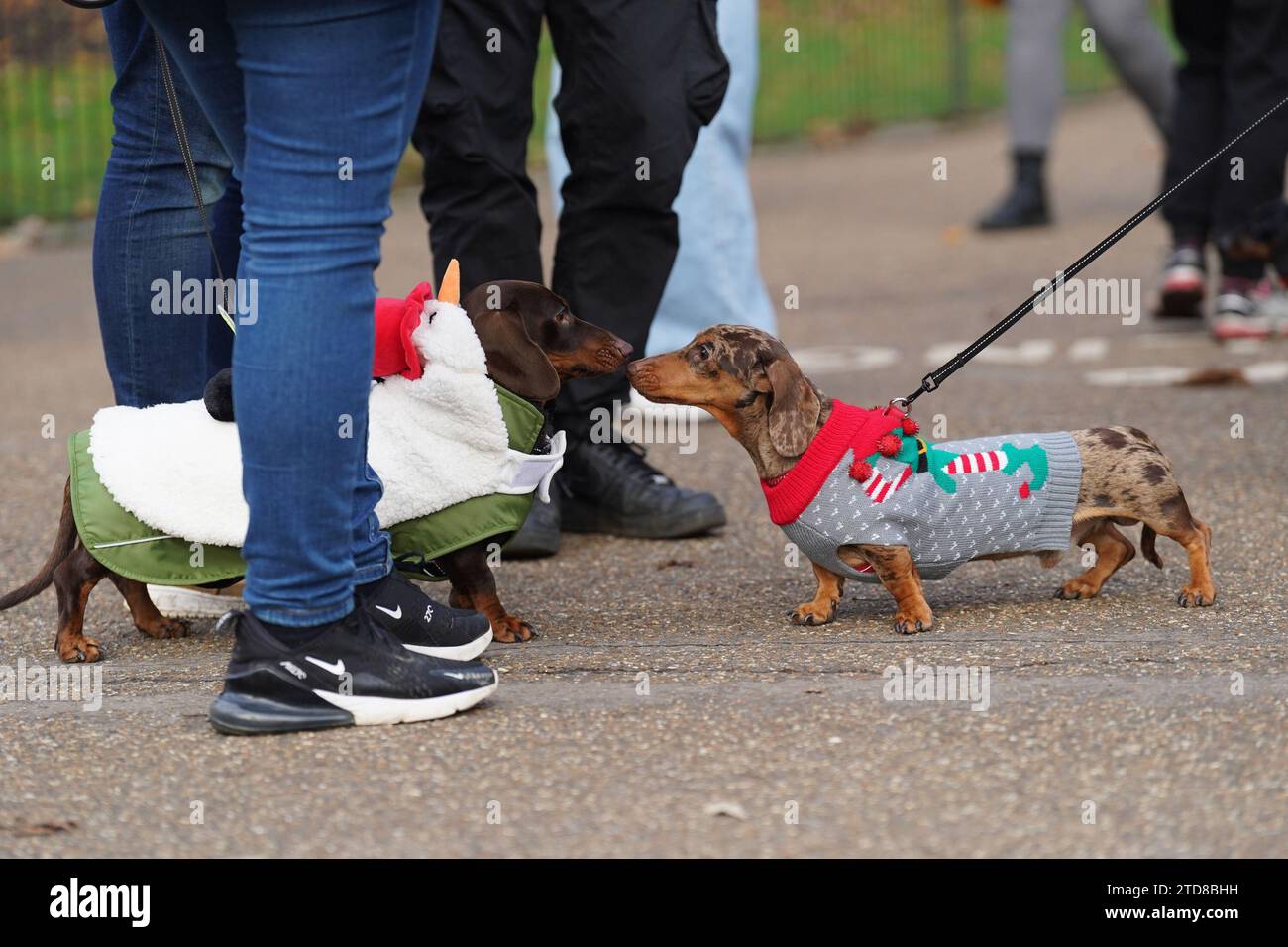 Dachshunds at the annual Hyde Park Sausage Walk, in Hyde Park, London